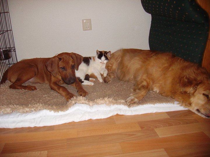 cats 2