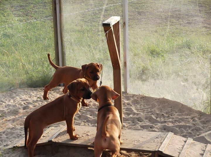 pups 1