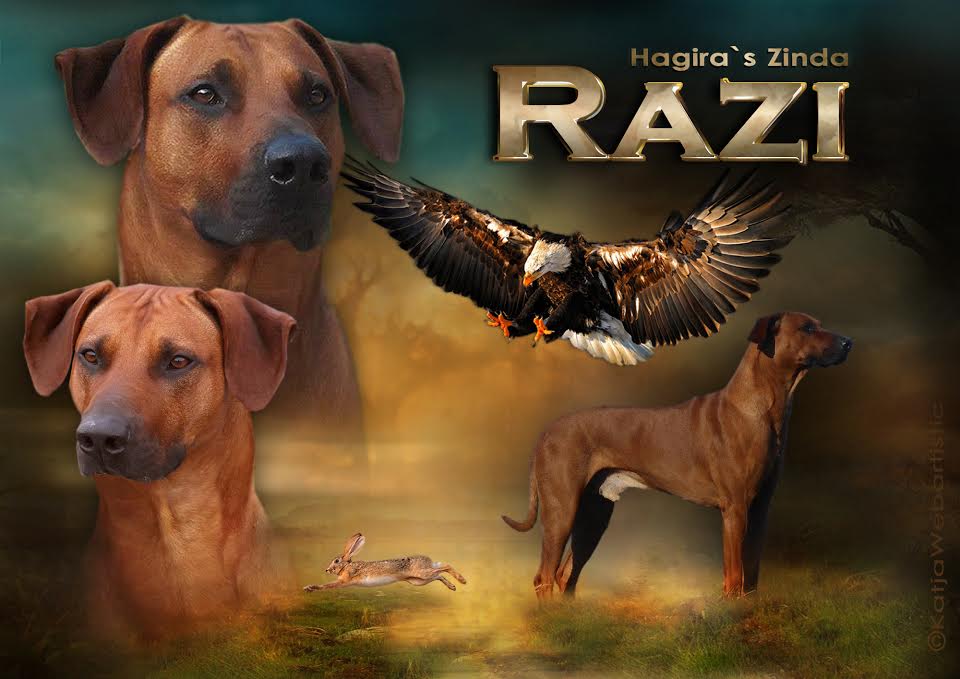 razi intro